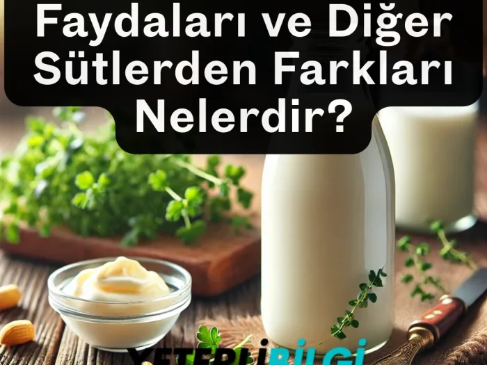 Jersey Sütü Nedir Faydaları ve Diğer Sütlerden Farkları Nelerdir