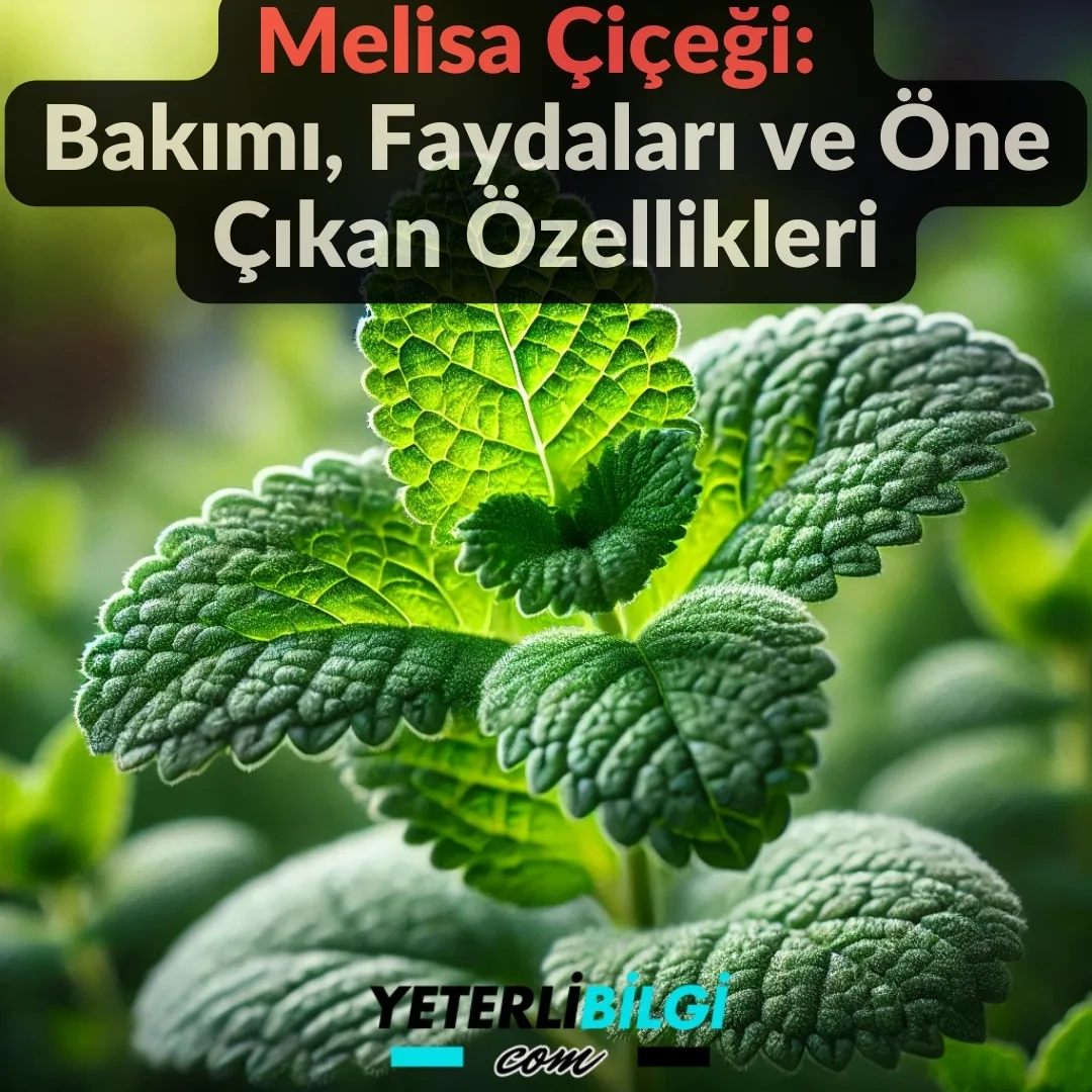 Melisa Çiçeği Bakımı, Faydaları ve Öne Çıkan Özellikleri