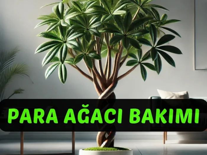 Para Ağacı Bakımı