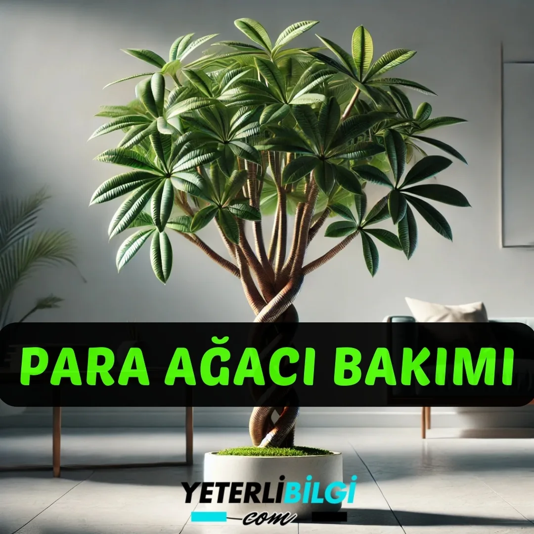 Para Ağacı Bakımı